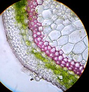 Stängel der Zaunrübe mit Anthocyan und Chlorophyll