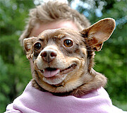 Hund - Dekobild