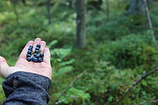 Hand mit Blaubeeren vor einem Wald.