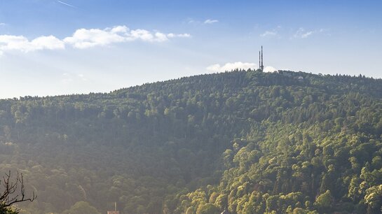 Blick vom Philosophenweg auf Altstadt und Schloss 