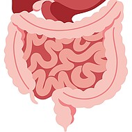 Ein Dickdarm und Dünndarm sind grafisch abgebildet