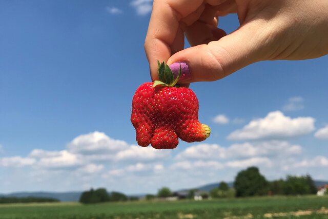 Eine Hand hält eine Erdbeere in Form eines Elefanten vor Landschaft und blauem Himmel