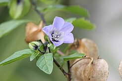 Nachtschttengewächs Giftbeere Nicandra physalodes