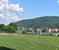 Teil der Neckarwiese in Heidelberg.