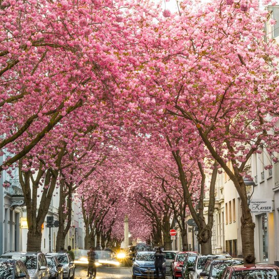 Die Kirschblüte
