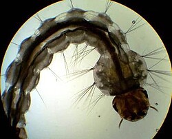 Mückenlarve unter dem Mikroskop