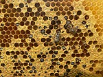 Honigbienen befüllen die Waben