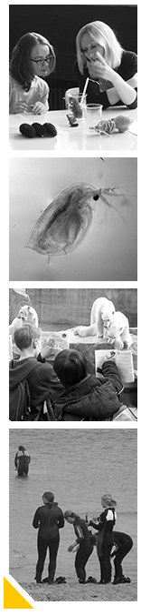 Bild 1: Schülerin und Studentin machen ein Experiment. Bild 2: Wasserfloh. Bild 3: Schüler im Zoo. Bild 4: Studierende in Neoprenanzügen gehen ins Wasser.