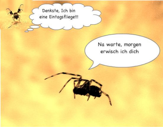 Fotostory Spinne